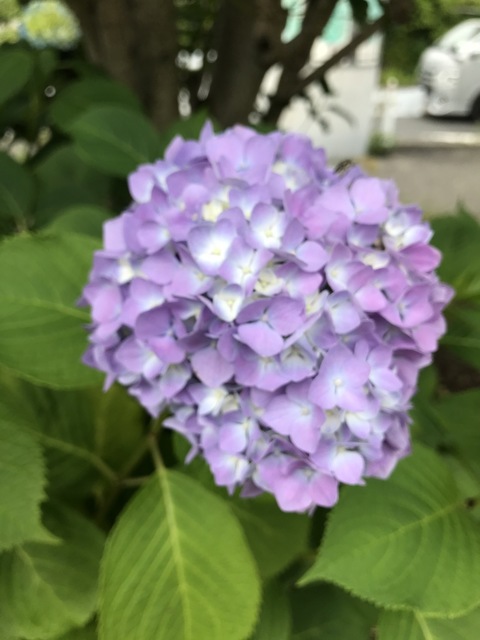 IMG_5064.jpg